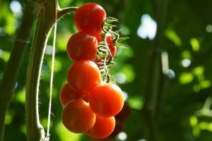 Come-coltivare-i-pomodori