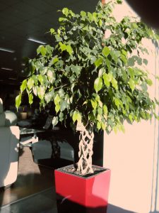 Ficus-Benjamin