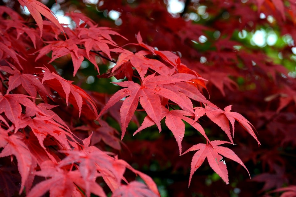 Acero-rosso-giapponese