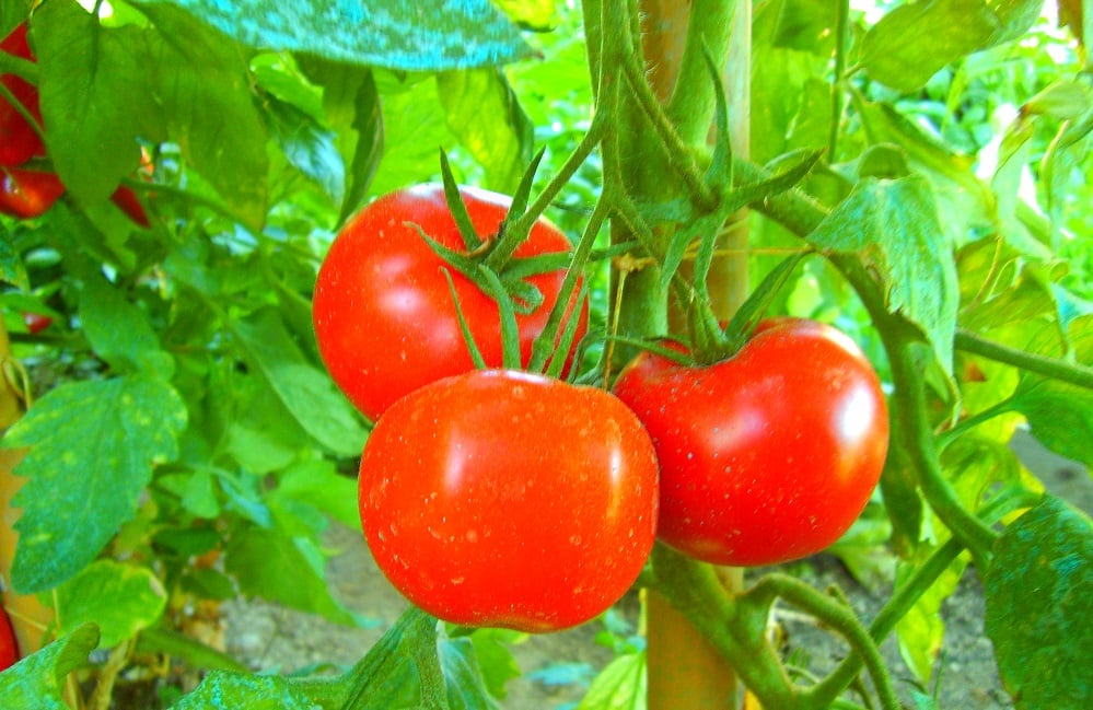 Come-coltivare-i-pomodori