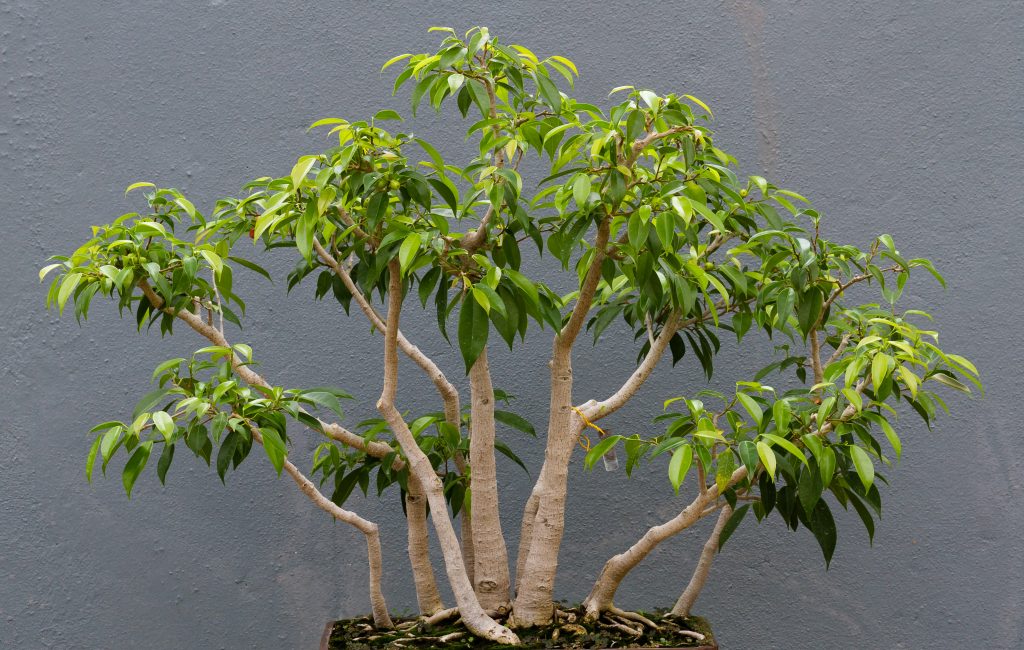Ficus-Benjamin